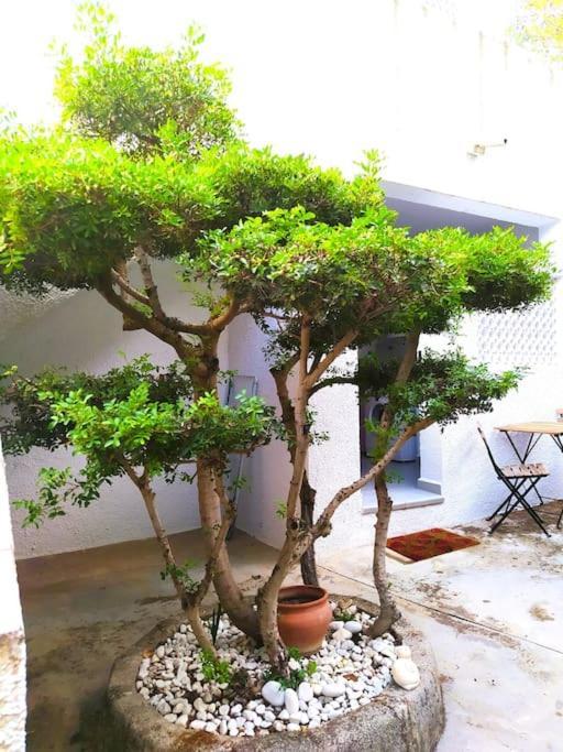 La Casa De Las Palmeras Muntanya la Sella Екстериор снимка